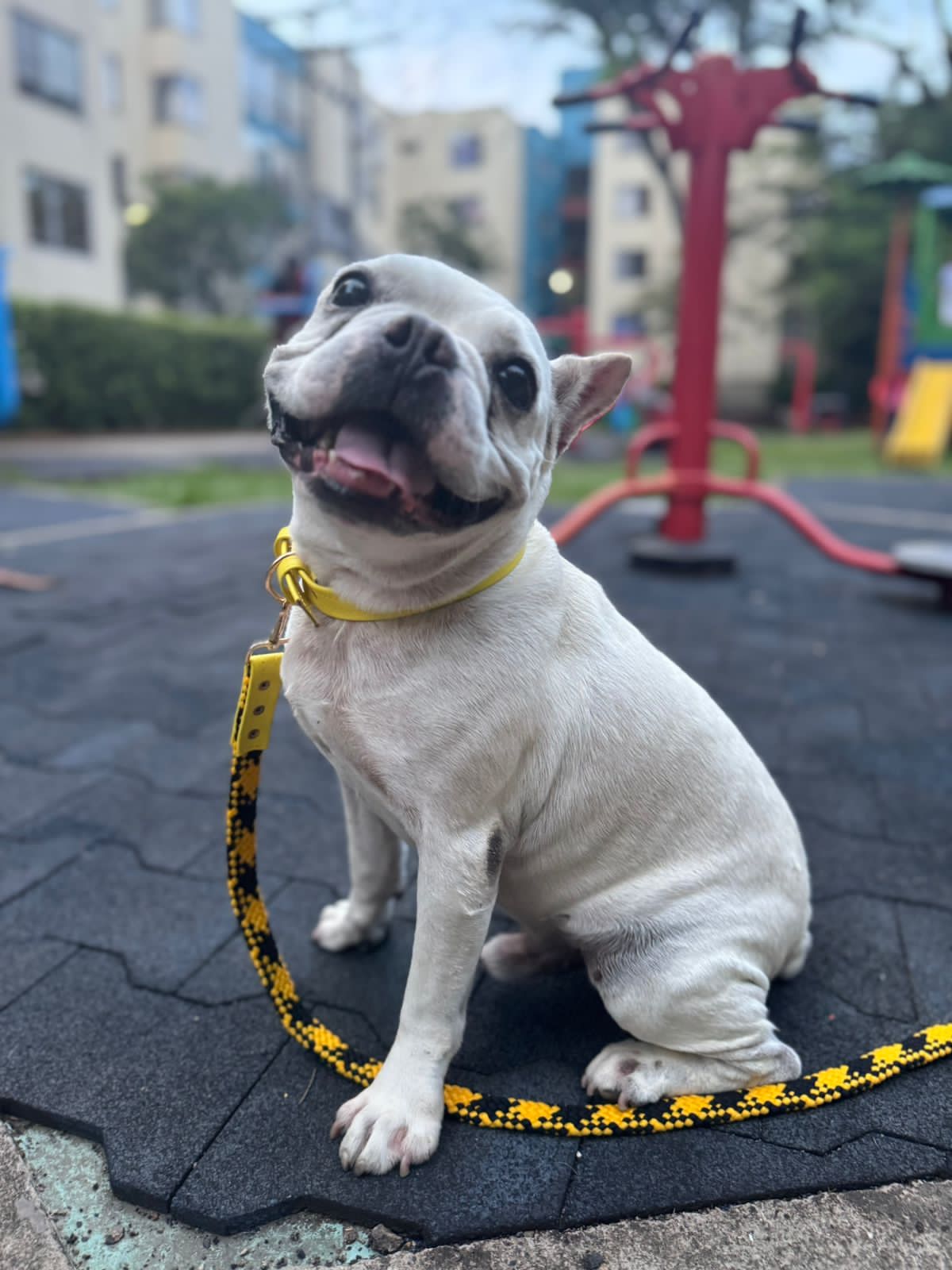 Collar de paseo para Mascotas